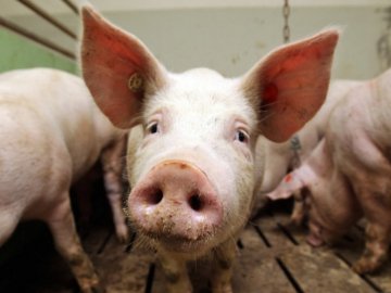 На Волині єврокомісія перевіряла, як боролися із африканською чумою свиней