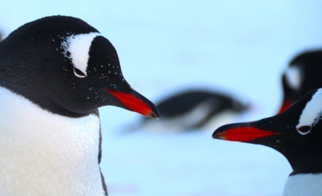 Антарктичні зізнання в коханні: полярники показали романтичні світлини крижаного континенту