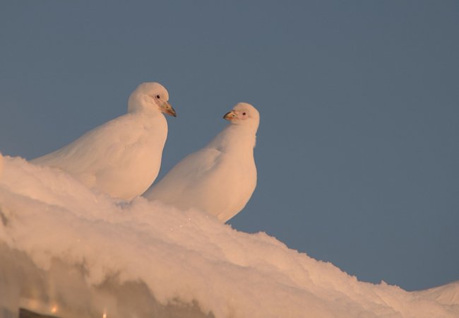 Антарктичні зізнання в коханні: полярники показали романтичні світлини крижаного континенту