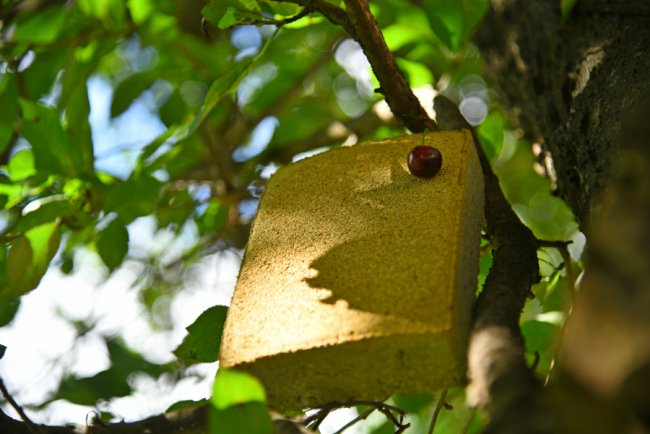 Ранкова кава, обідня регата, вечірні подорожі: шалені пригоди бруківки «Le Bruk» у Луцьку*