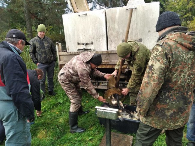 У волинське озеро випустили понад тонну риби. ФОТО
