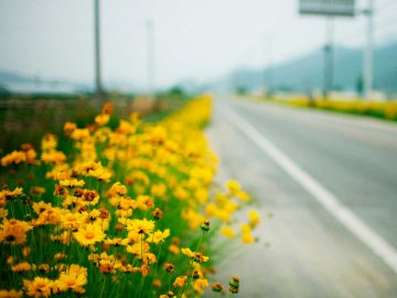 Мешканці громади під Луцьком «складуться» квітами і висадять їх вздовж доріг