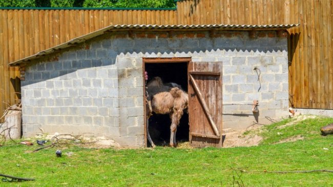 Порятунок від спеки: для мешканців Луцького зоопарку окремо замовляють питну воду