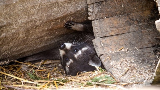 Порятунок від спеки: для мешканців Луцького зоопарку окремо замовляють питну воду