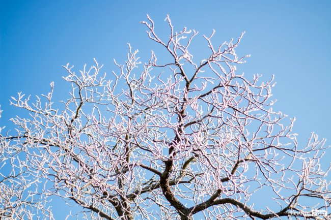 Луцьк – у кришталевій паморозі: казкові світлини різдвяного ранку. ФОТО