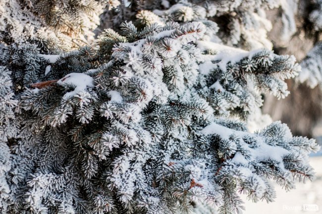 Луцьк – у кришталевій паморозі: казкові світлини різдвяного ранку. ФОТО