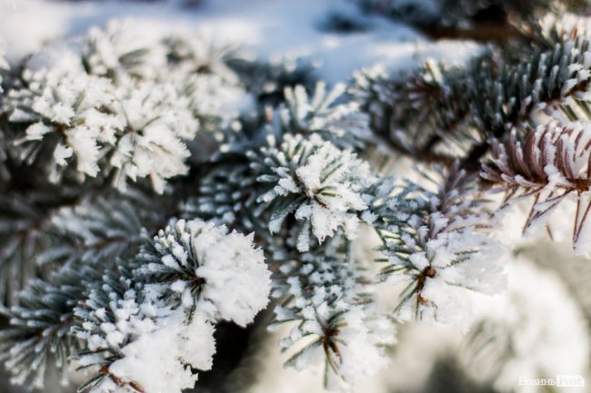 Луцьк – у кришталевій паморозі: казкові світлини різдвяного ранку. ФОТО