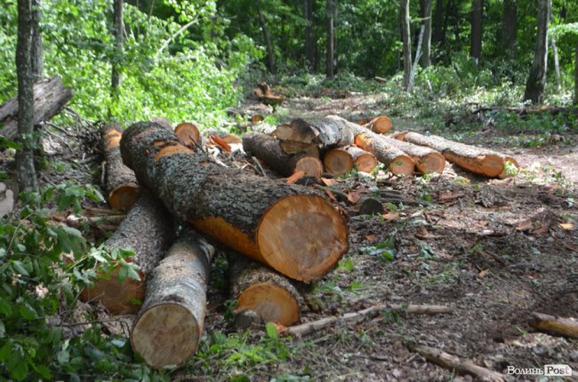 Цуманська пуща