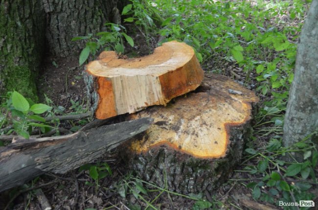 Цуманська пуща