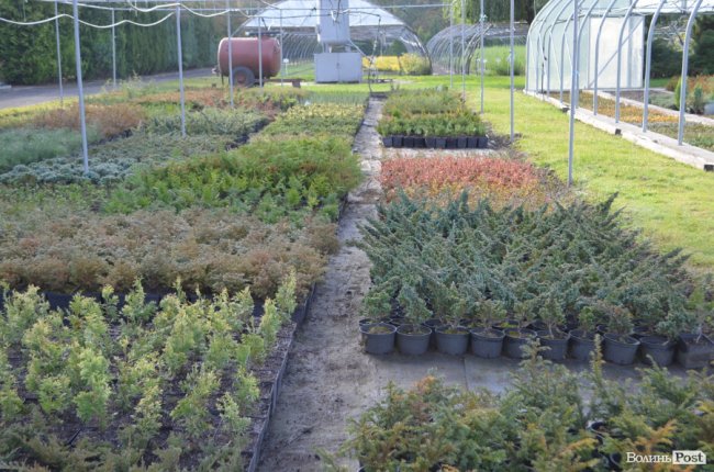 Поляків вражає робота волинських селекційних розсадників