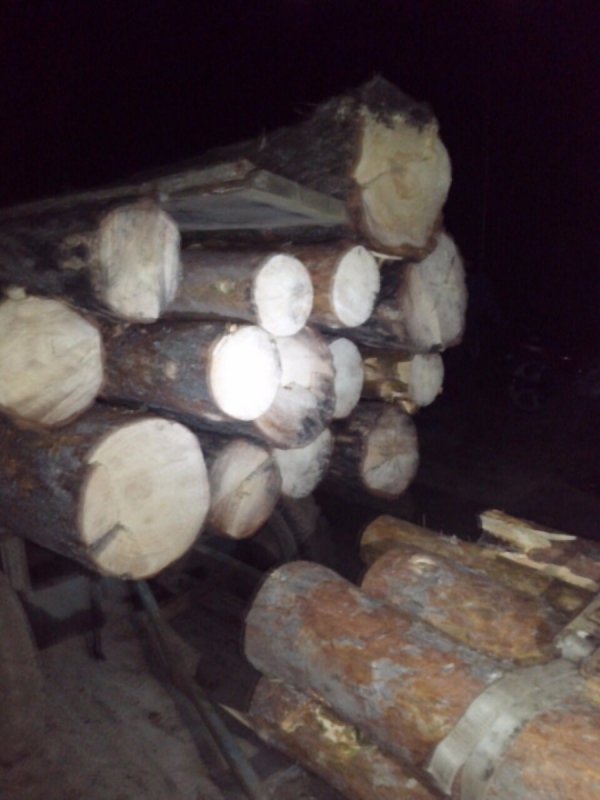 На Рівненщині  затримали крадіїв лісу