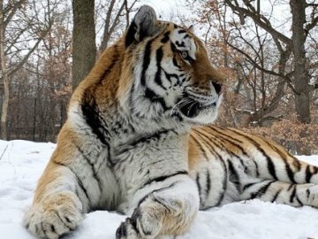  В США помер тигр Путін