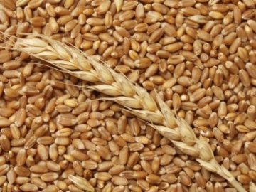 Волинські аграрії ‒ аутсайдери з поставки зерна