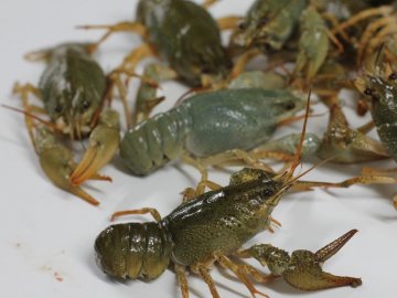 На Гряді незаконно продавали раків