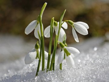 «А за вікном – майже весна»: яку погоду обіцяють на Волині цього тижня