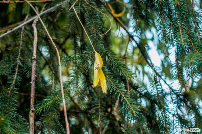 Жовто-багряний настрій: Луцьк на осінніх світлинах