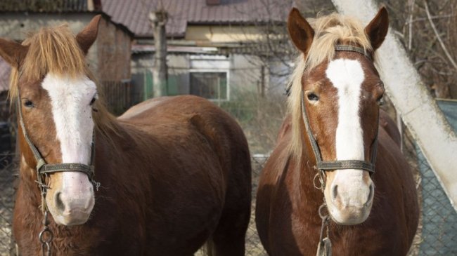 Волинянин понад 20 років їздить містом на підводі 