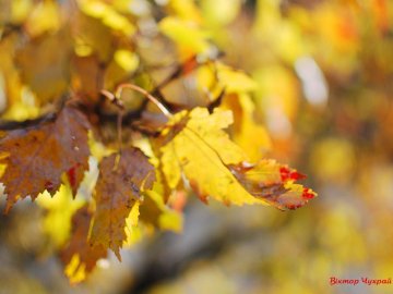 Тепла знову хочеться: фотограф показав красу осені у Луцьку. ФОТО