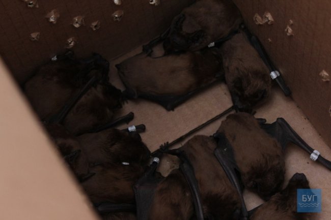 У Володимирі-Волинському випустили на волю 90 врятованих кажанів. ВІДЕО
