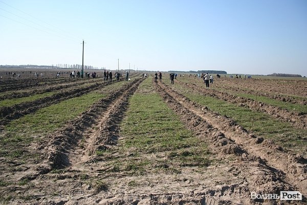 Луцьке сміттєзвалище посадовці обсаджують лісом. ФОТО. ВІДЕО