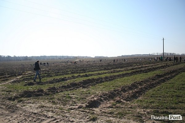 Луцьке сміттєзвалище посадовці обсаджують лісом. ФОТО. ВІДЕО
