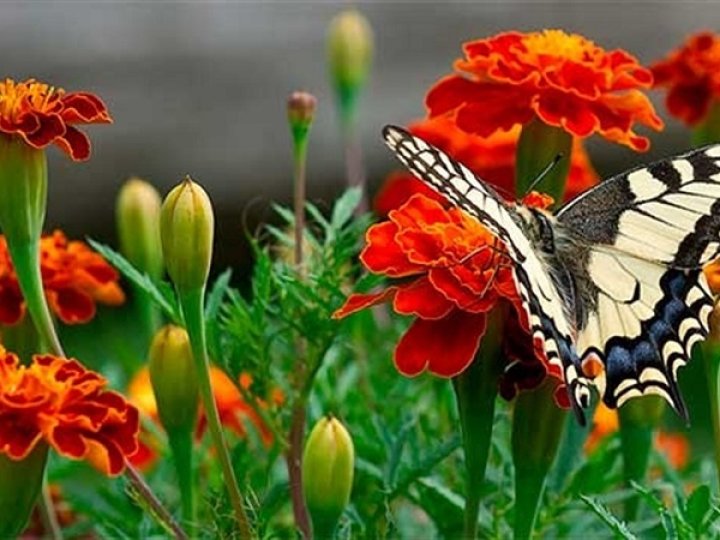 Якою буде погода у Луцьку та на Волині у неділю, 14 вересня