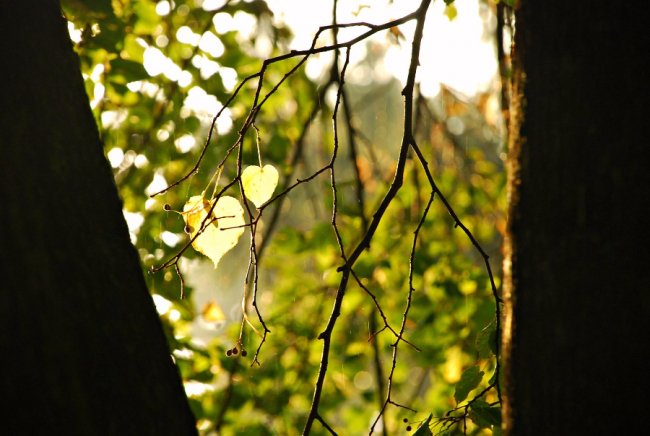 Осіння акварель в об'єктиві: дивовижні фото Луцька