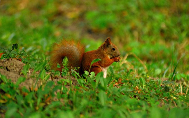 Осіння акварель в об'єктиві: дивовижні фото Луцька
