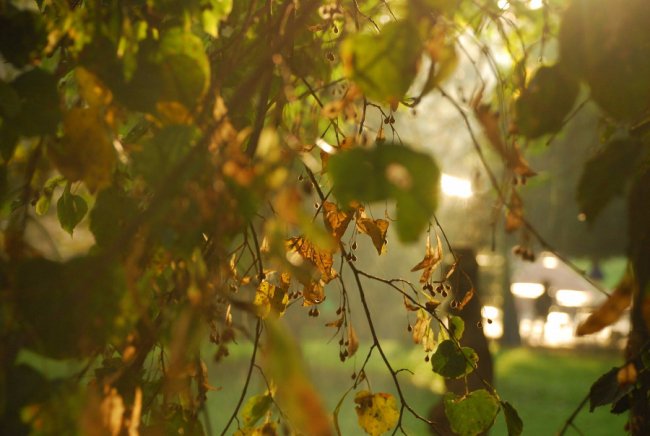 Осіння акварель в об'єктиві: дивовижні фото Луцька