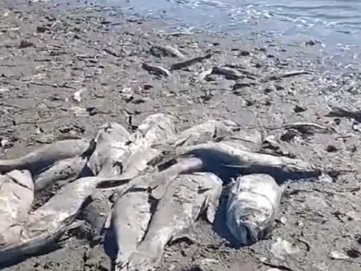 Крига скувала до самого дна: у ставку біля Луцька загинула вся риба 