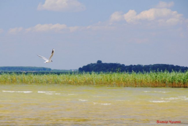 Луцький фотограф «упіймав» чайку над Світязем. ФОТО
