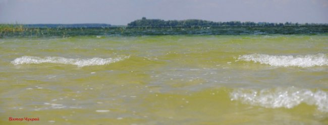 Луцький фотограф «упіймав» чайку над Світязем. ФОТО