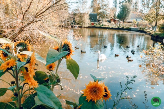 Жовтогаряча осінь у Луцькому зоопарку. ФОТО