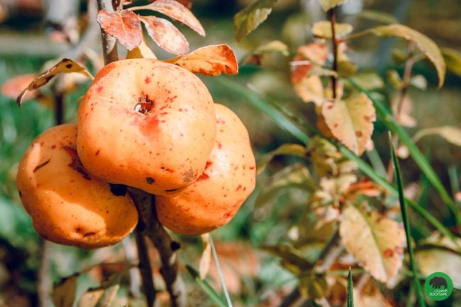 Жовтогаряча осінь у Луцькому зоопарку. ФОТО