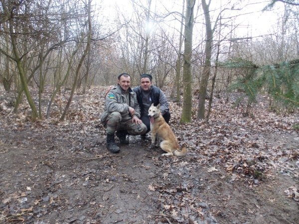 Поблизу Луцька випробовували мисливських собак. ФОТО