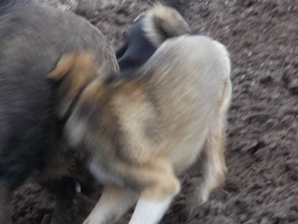 Поблизу Луцька випробовували мисливських собак. ФОТО