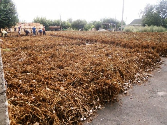 Розповіли про плани та перспективи насіннєвого заводу на Волині. ФОТО