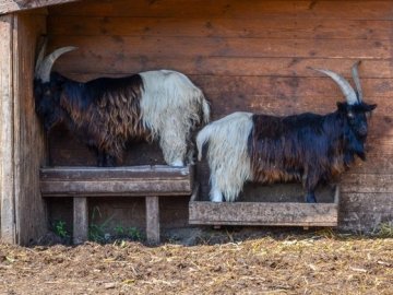 Порятунок від спеки: для мешканців Луцького зоопарку окремо замовляють питну воду