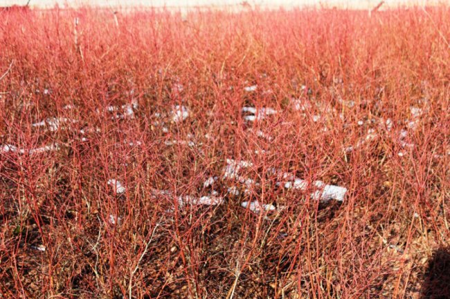 На Волині розводять страусів та ему, які несуть зелені яйця. ФОТО