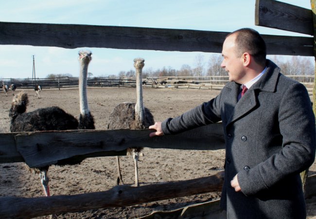 На Волині розводять страусів та ему, які несуть зелені яйця. ФОТО