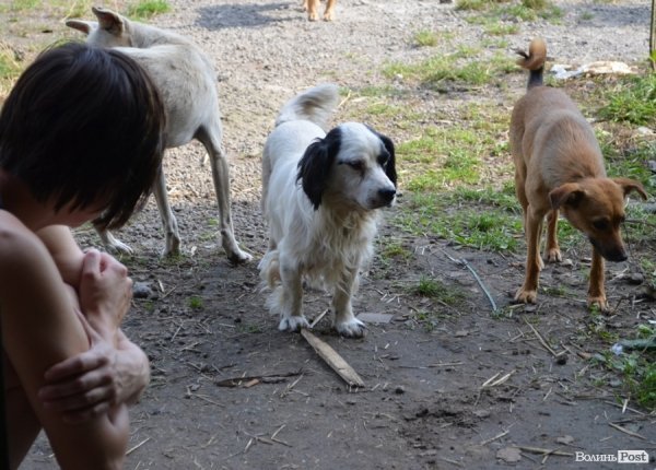Як болгари каструють луцьких бродячих котів і собак. ФОТО