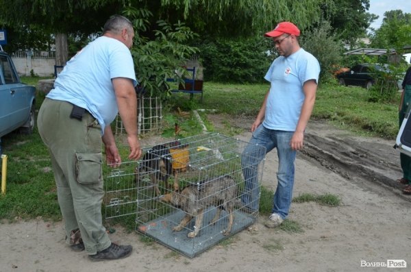 Собаку відпускають на вулиці Лідавській, звідки її взяли на стерилізацію добу тому