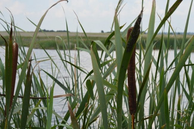 Як на Волині мисливці полювали на пернатих. ФОТО