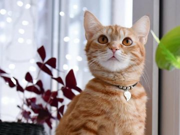 «Чарівна сила Facebook»: лучани усім миром розшукали зниклу кішку