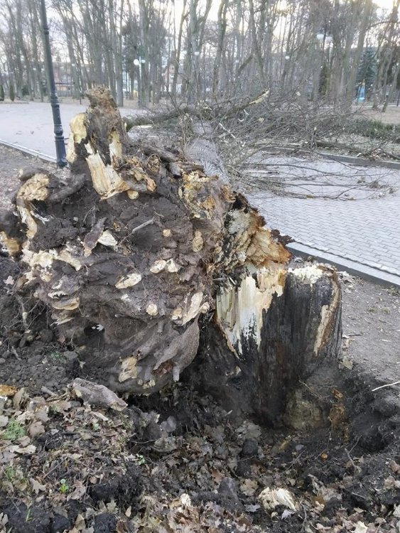 Повалені дерева і розтрощені авто: в Україні вирує ураганний вітер. ФОТО