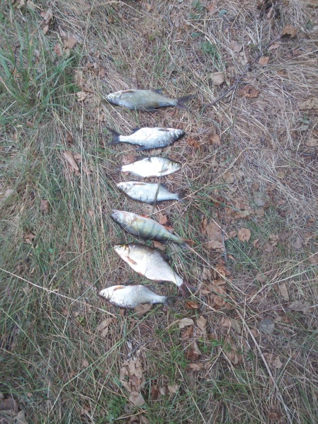 На Світязі зловили двох браконьєрів, які ловили рибу сіткою. ФОТО