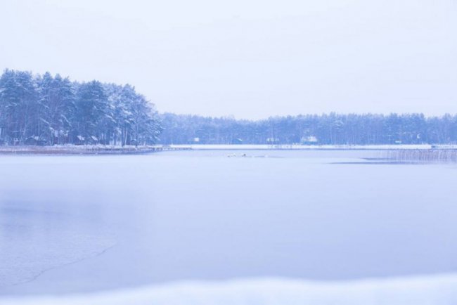 Лебеді, троянди, сніг: показали красу зимового озера на Волині. ФОТО