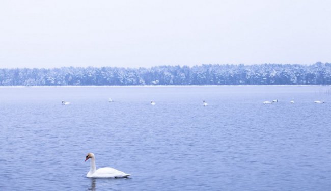 Лебеді, троянди, сніг: показали красу зимового озера на Волині. ФОТО