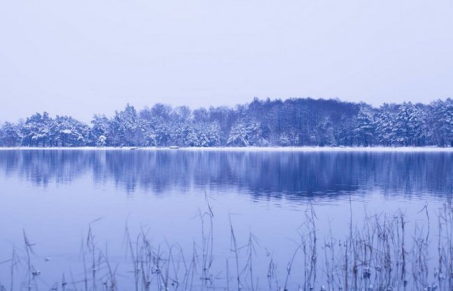 Лебеді, троянди, сніг: показали красу зимового озера на Волині. ФОТО