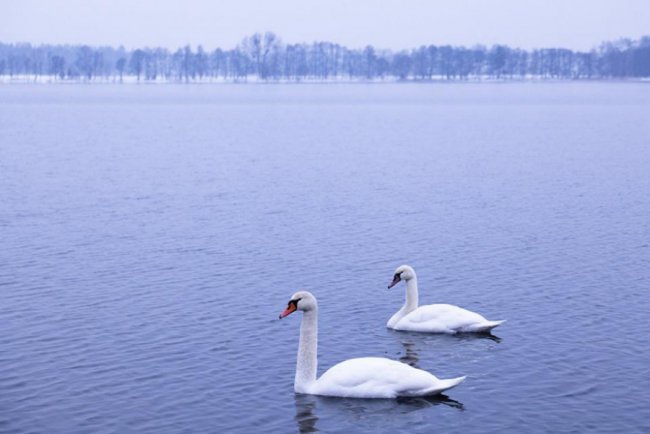 Лебеді, троянди, сніг: показали красу зимового озера на Волині. ФОТО